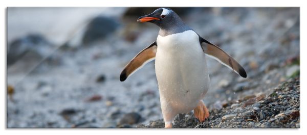 Pinguine, Glasbild Panorama Jetzt online