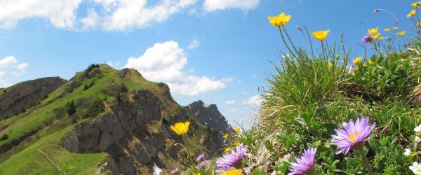 Blumenwiese im Frühling, Glasbild Panorama Online-Schn?ppchen – Bild 5