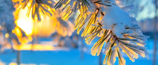 Äste im Frost, Glasbild Panorama Zu verkaufen – Bild 5