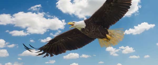 Adler fliegt über Berge, Glasbild Panorama Angebot – Bild 5