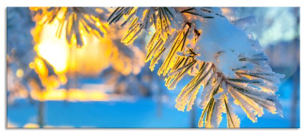 Äste im Frost, Glasbild Panorama Zu verkaufen