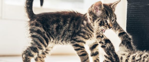 Fighting Cats, Glasbild Panorama Im Angebot – Bild 5