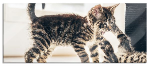 Fighting Cats, Glasbild Panorama Im Angebot