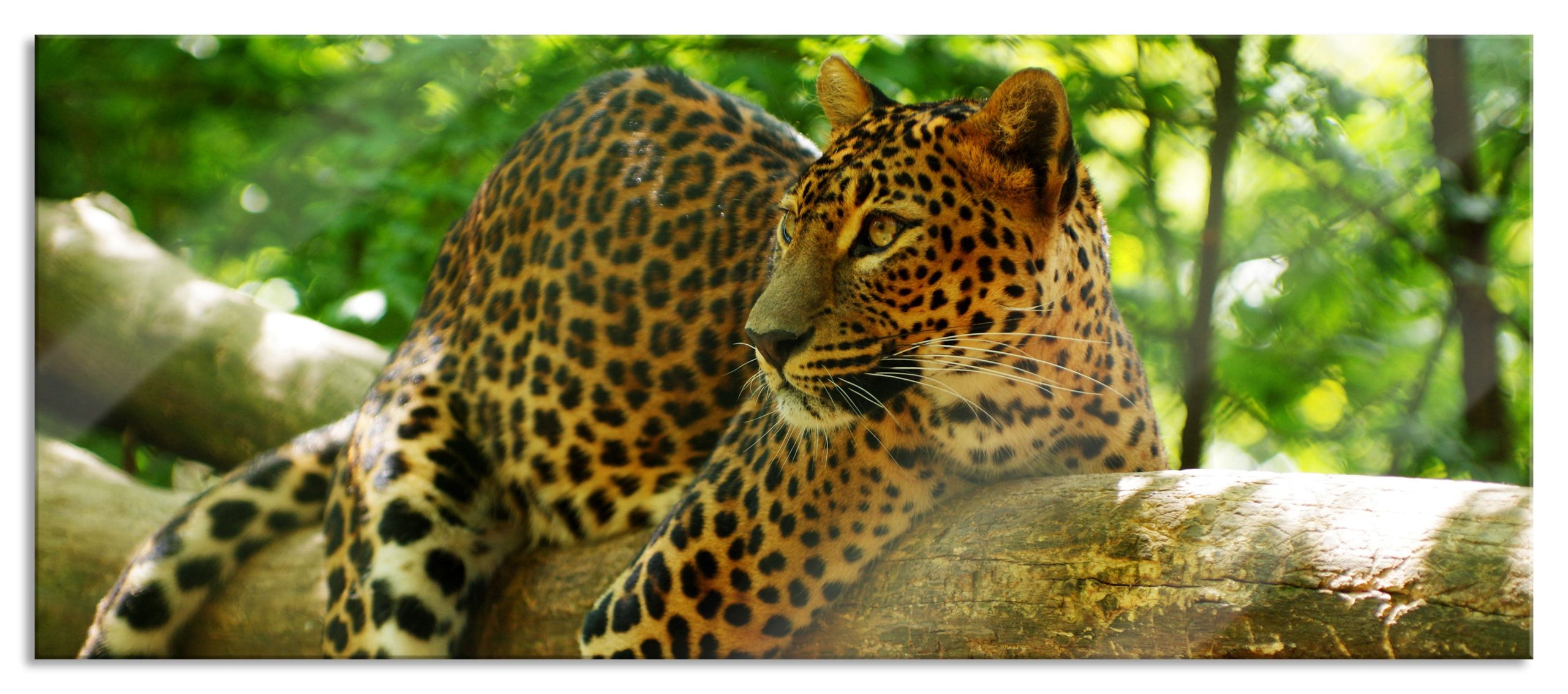 Leopard auf Ast, Glasbild Panorama Angebot