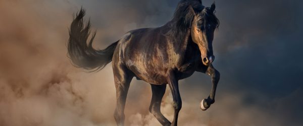 Schwarzes Pferd, Glasbild Panorama Jetzt online – Bild 5